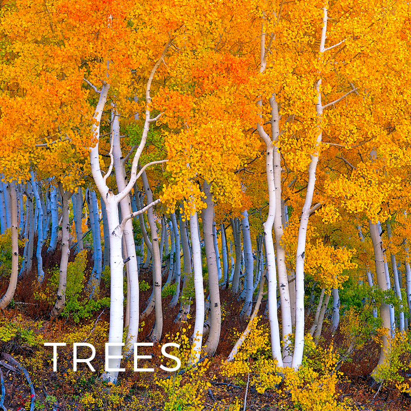 Trees – Gray Crane Studios