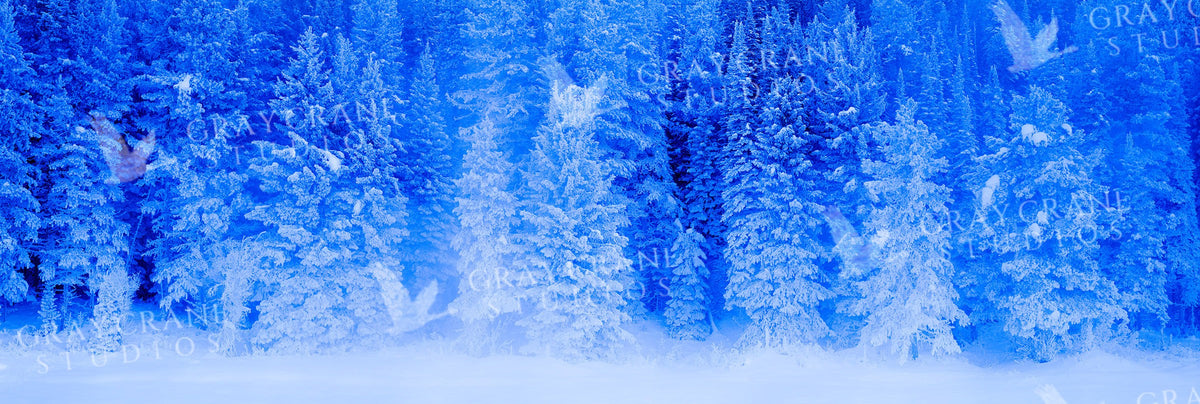 Blue Pines — watercolor print by Gary Crandall