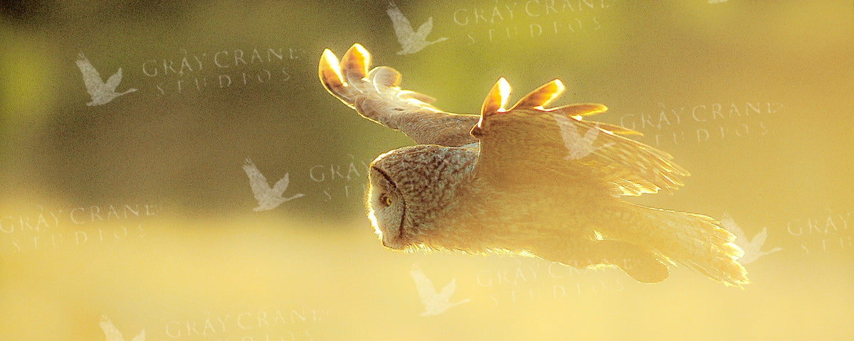 Great Grey In Flight — watercolor print by Gary Crandall