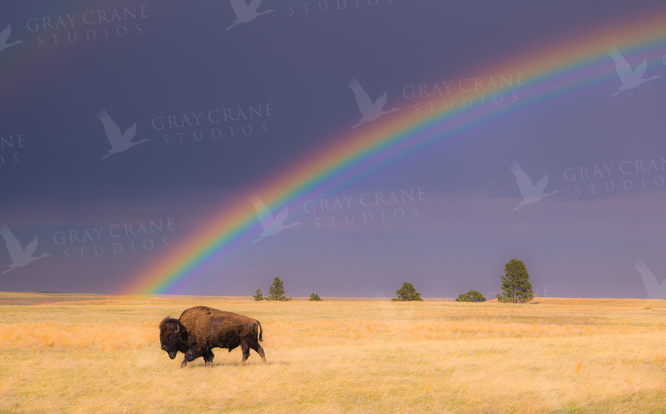 Searchin' For A Rainbow Watercolor Print