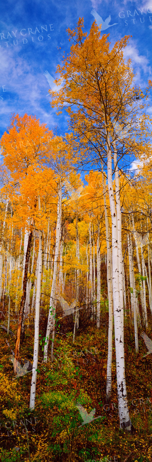 Aspen Hillside Watercolor Print