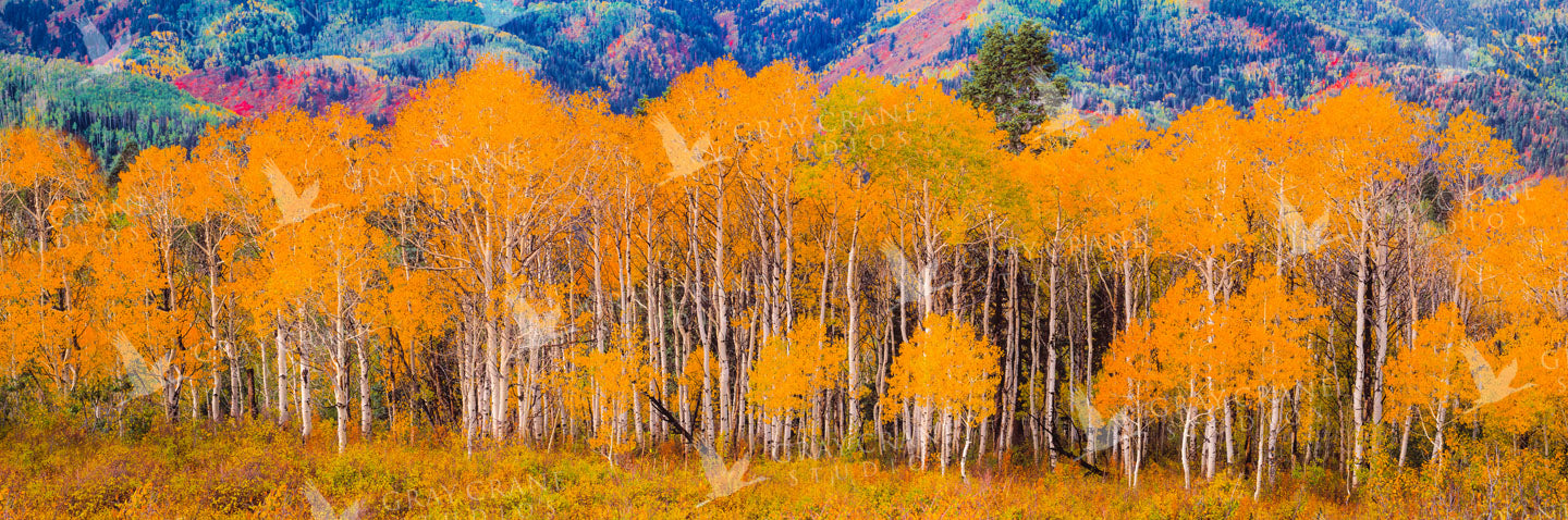 Aspen Stand Watercolor Print