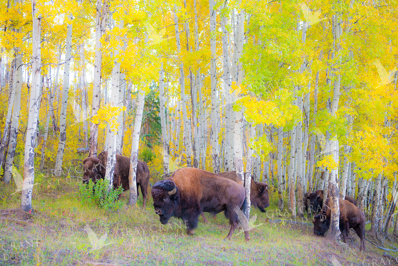 Autumn Buffs Watercolor Print