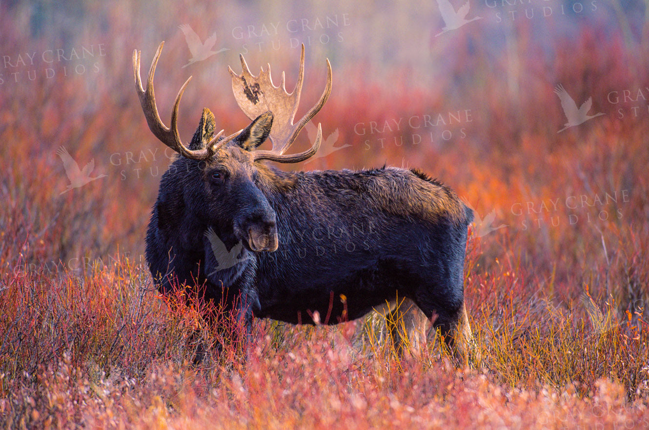 Autumn Bull Watercolor Print