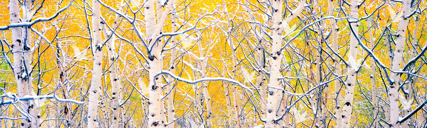 Black Aspens Watercolor Print