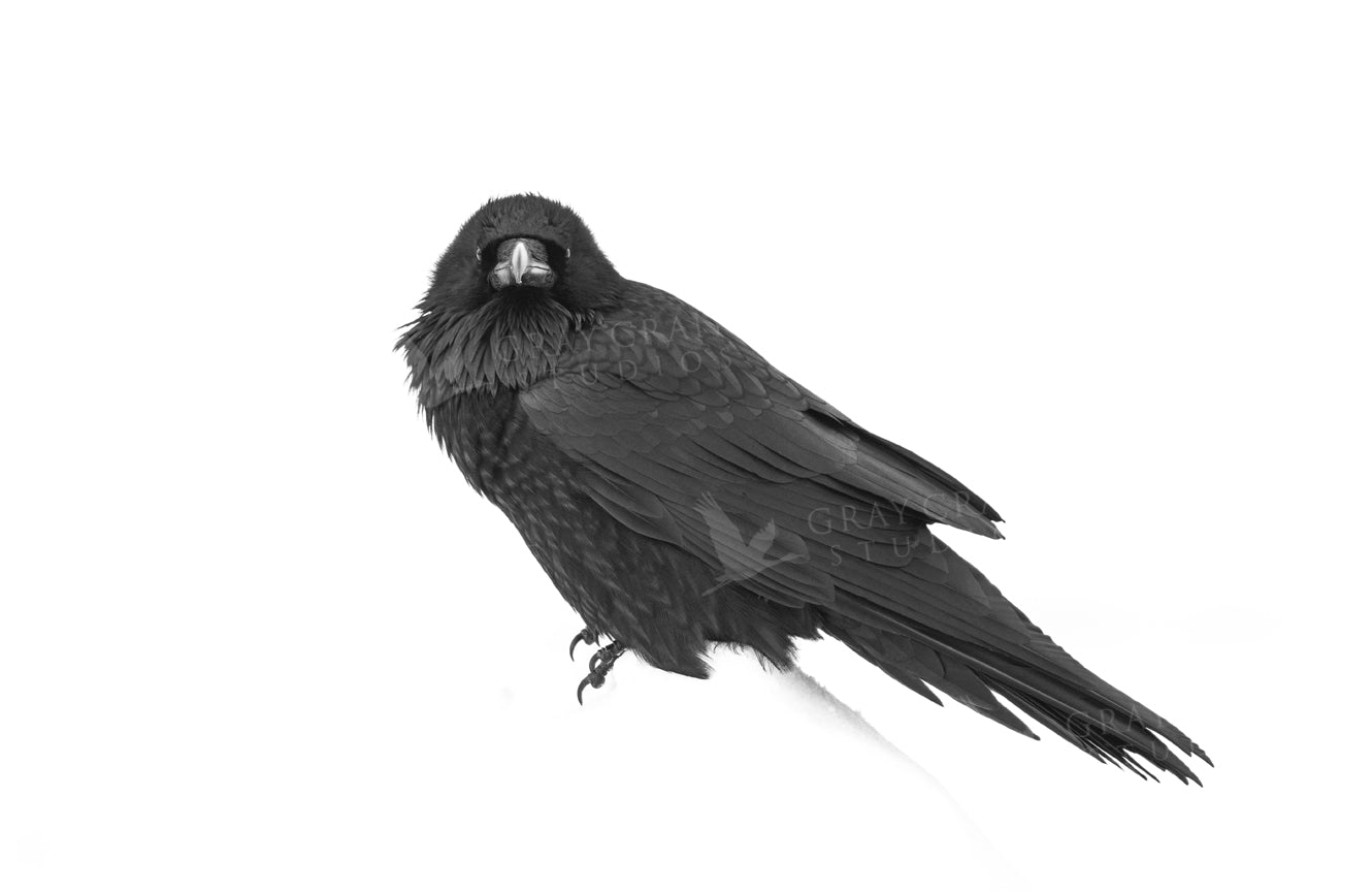 Blackbird Watercolor Print