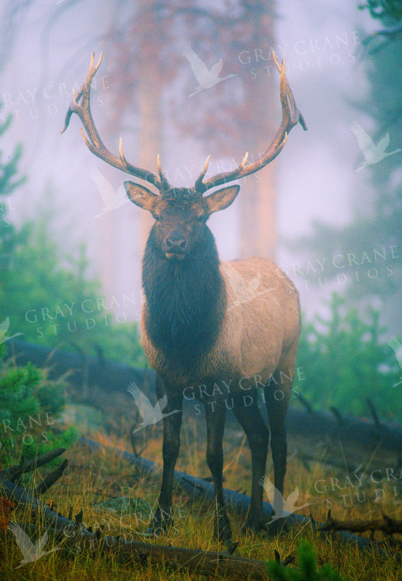 Blue Elk Watercolor Print