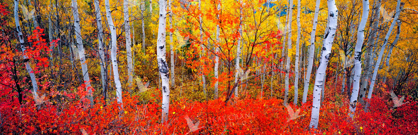 Changing Seasons Watercolor Print