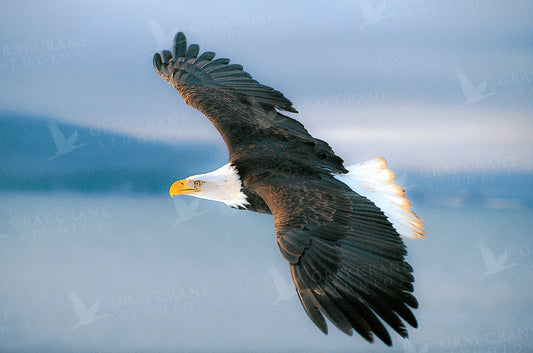 Eagle In Flight Watercolor Print