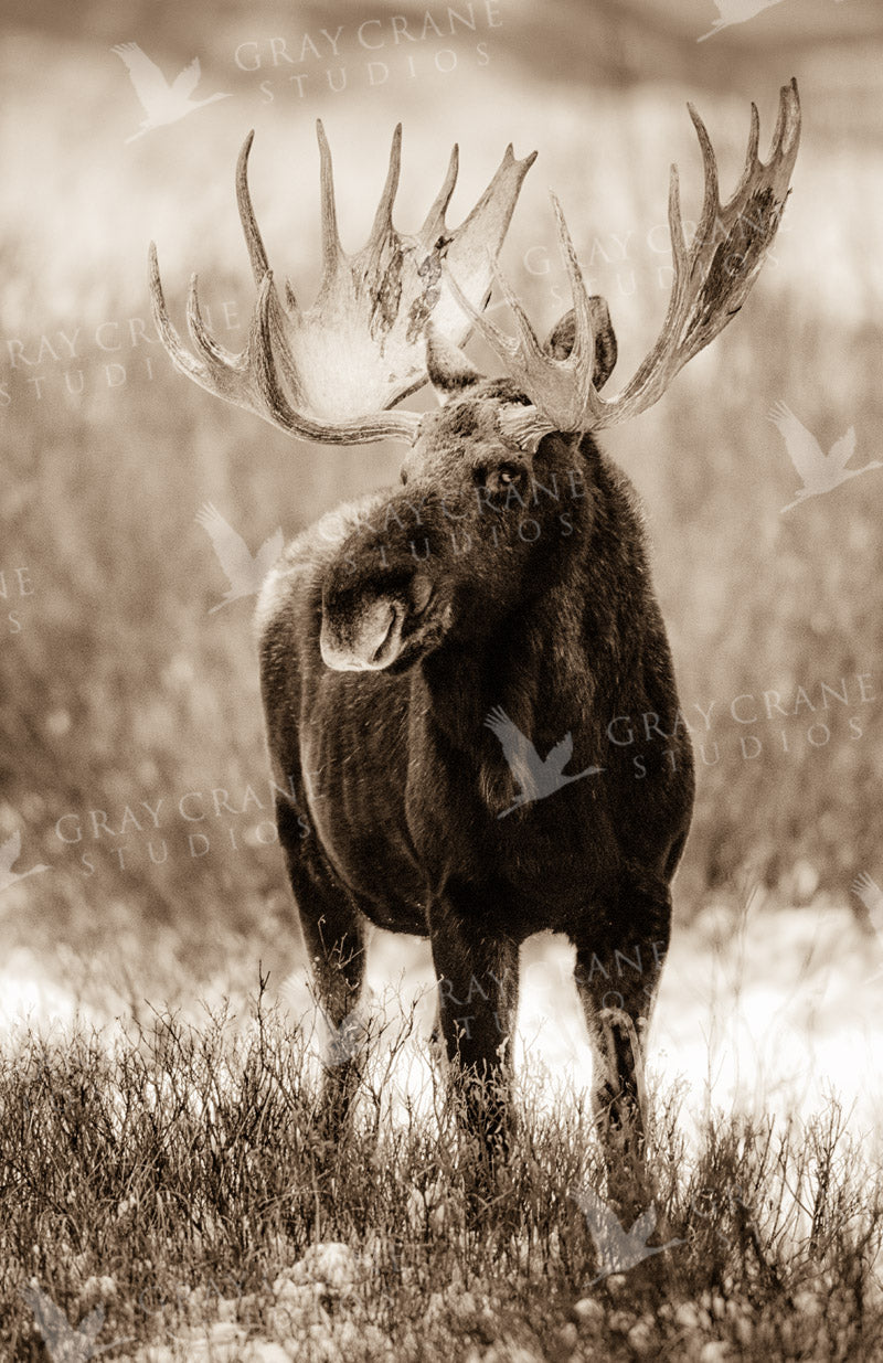Emperor of Wyoming Watercolor Print