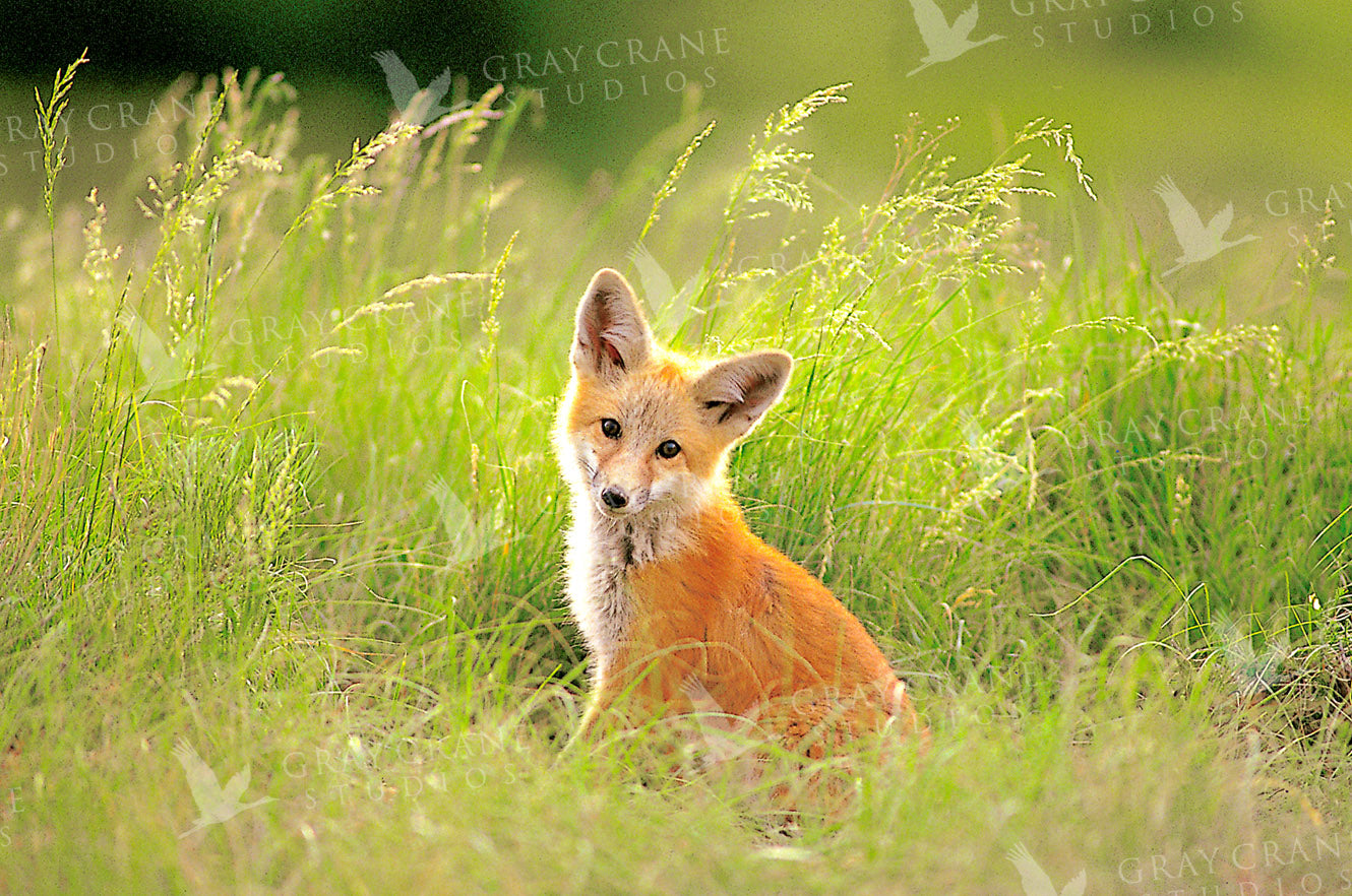 Evening Fox Watercolor Print