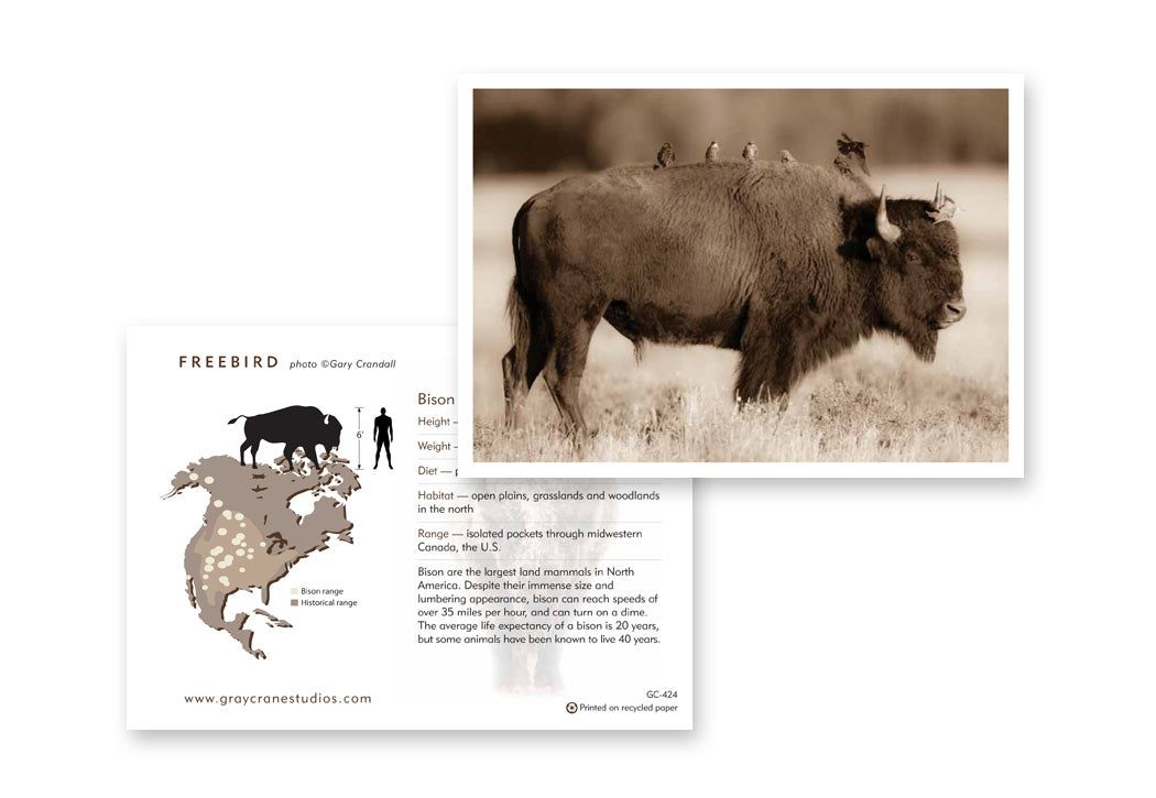 Freebird Notecard