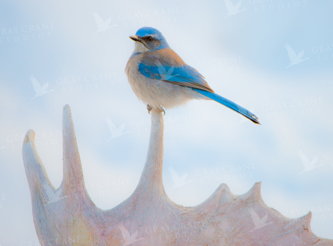 Good To Be King Watercolor Print