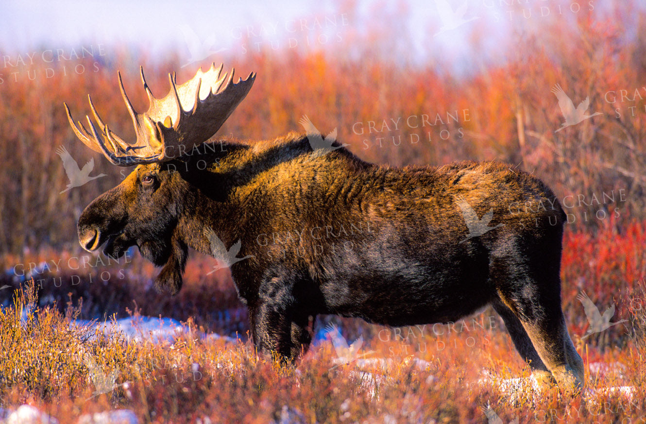 Grand Moose Watercolor Print