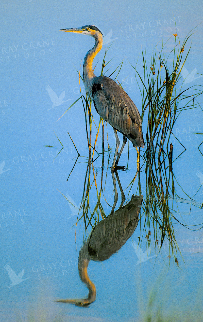 Great Blue Watercolor Print