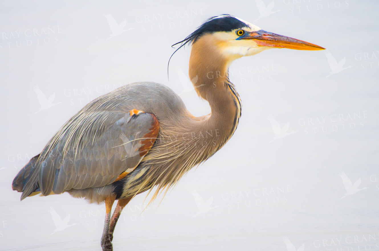 Heron Study #3 Watercolor Print