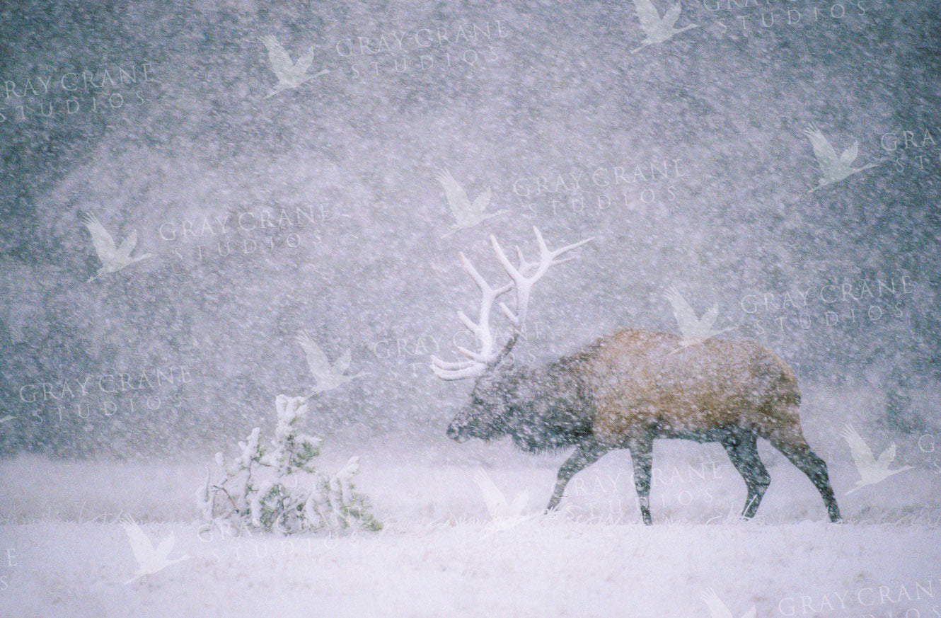 High Country Snows Watercolor Print