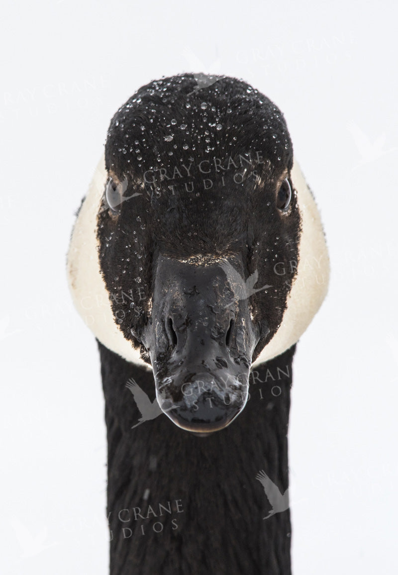 Mad Goose Watercolor Print
