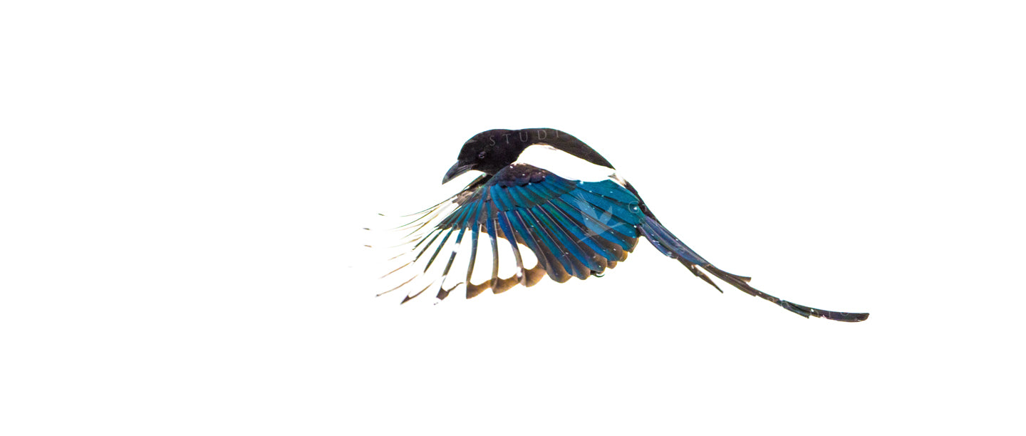 Magpie Rising Watercolor Print