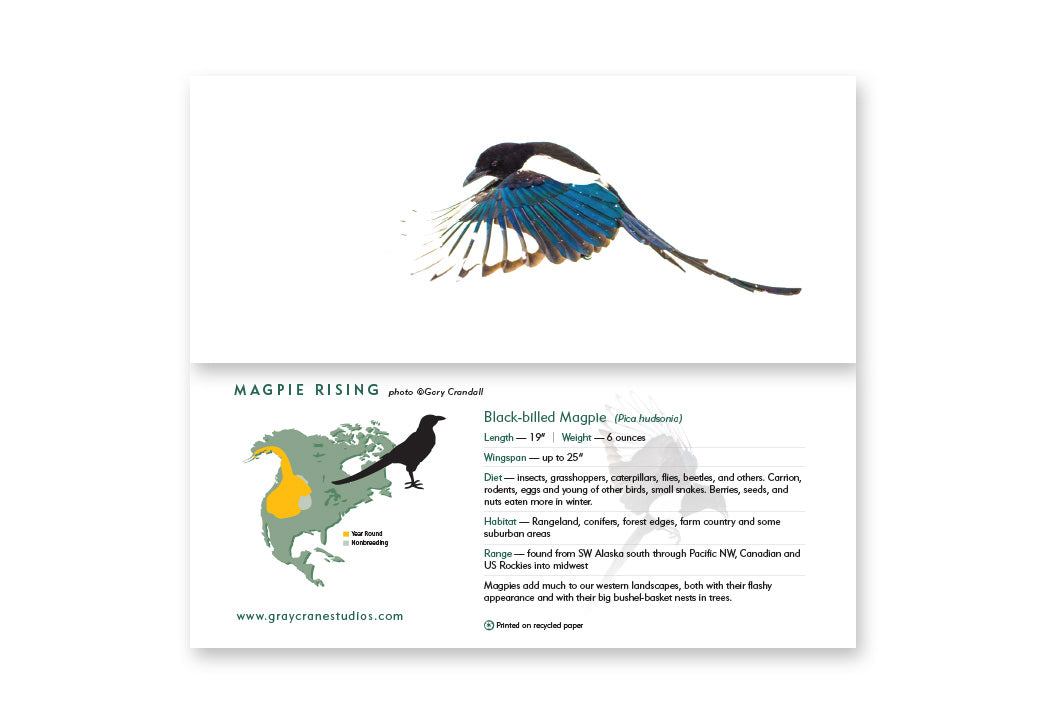 Magpie Rising Notecard