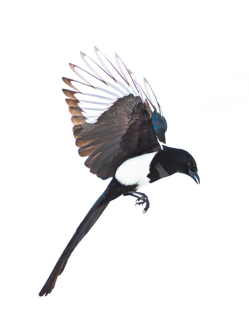 Magpie Study #1 Watercolor Print