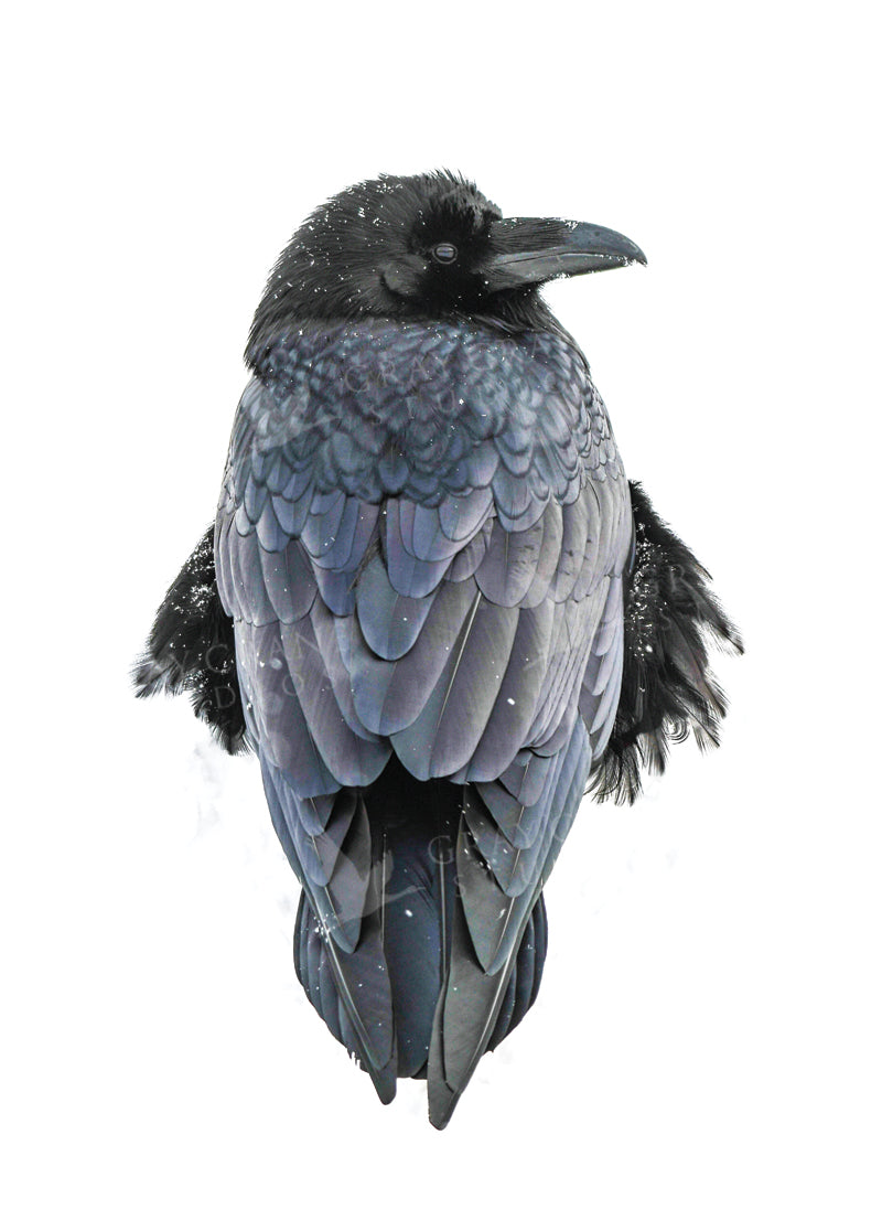 Medicine Bird Watercolor Print