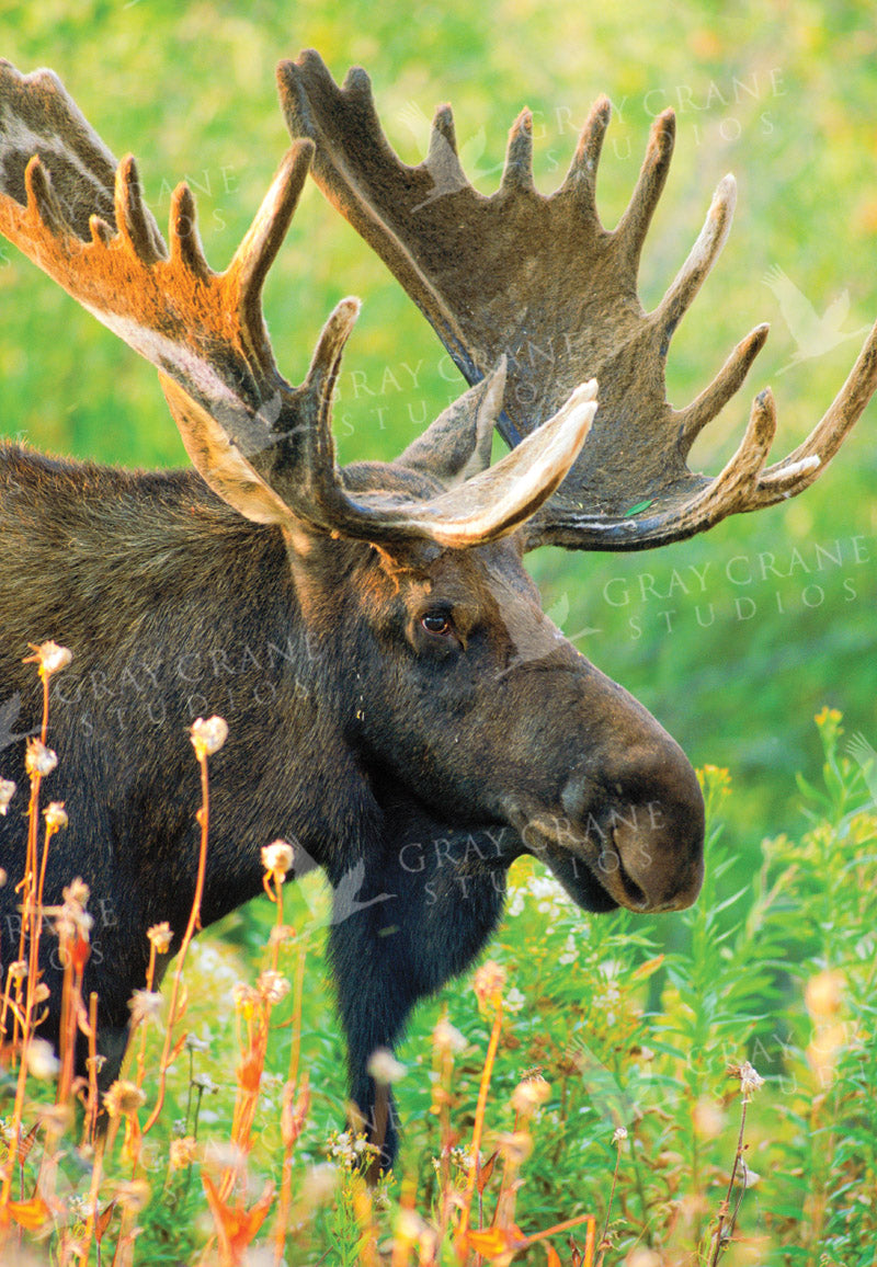 Moose Monarch Watercolor Print
