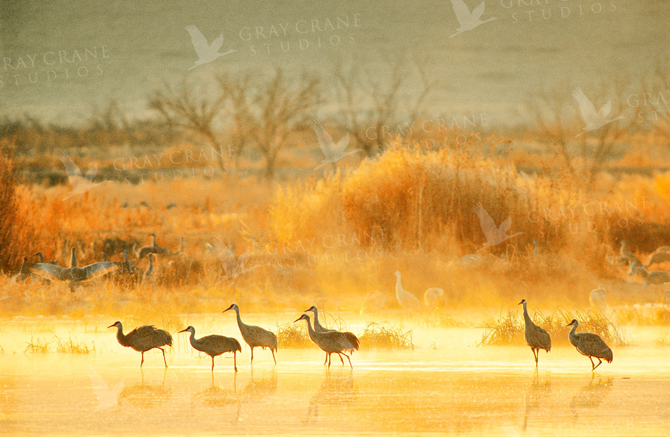 Morning Cranes Watercolor Print
