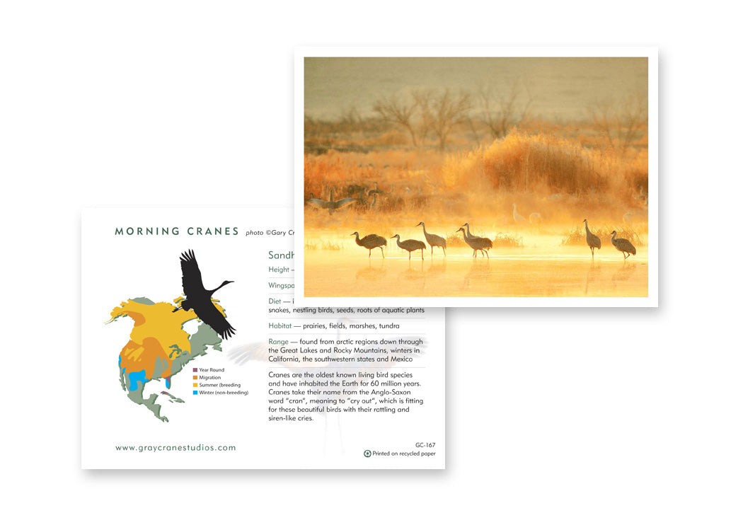 Morning Cranes Notecard