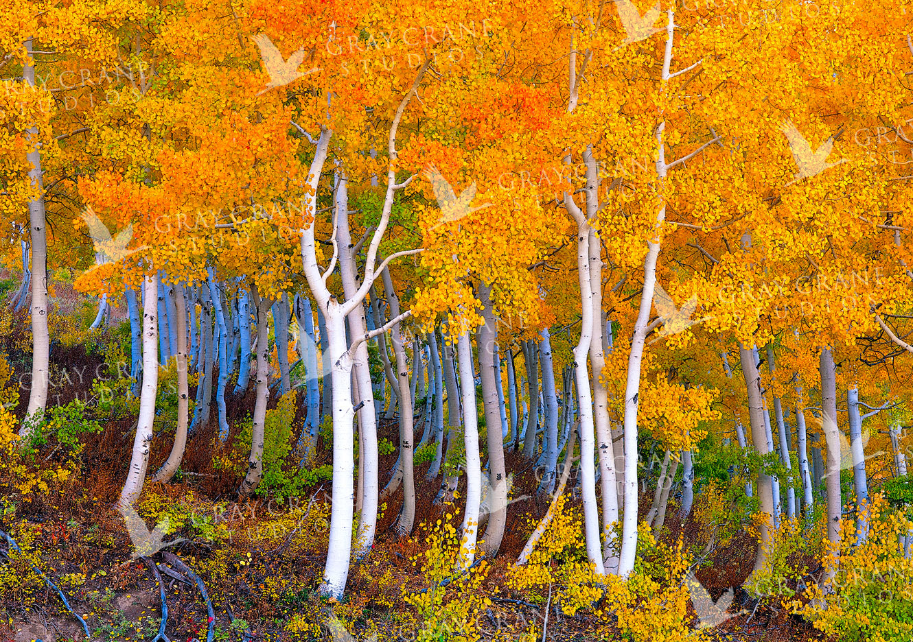 October Aspens Watercolor Print