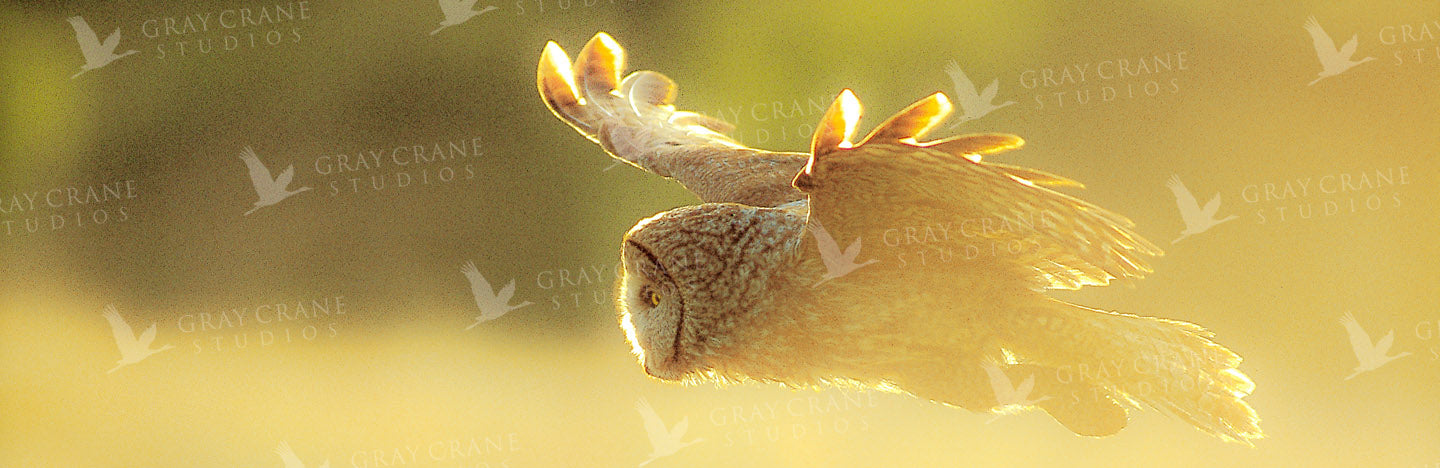 Owl in Flight Watercolor Print