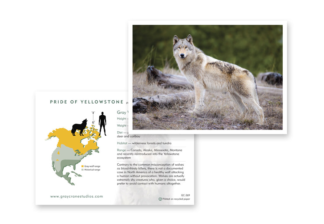 Pride of Yellowstone Notecard