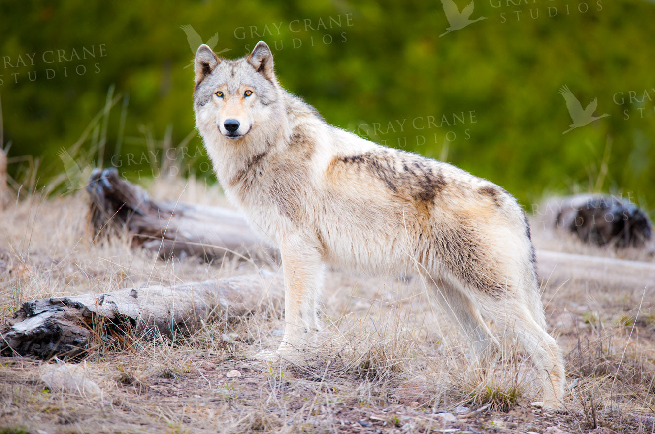 Pride of Yellowstone Watercolor Print