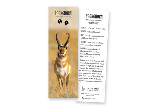 Pronghorn Bookmark