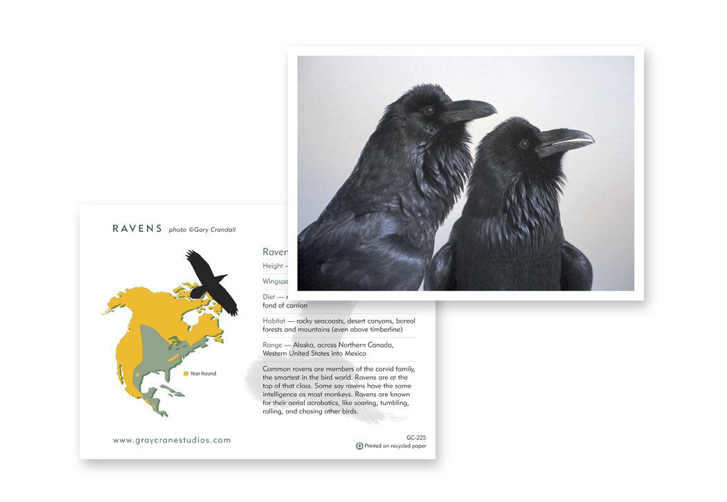 Ravens Notecard