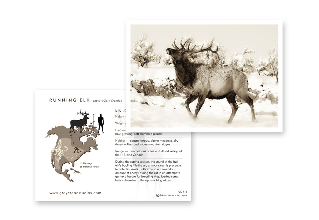Running Elk Notecard