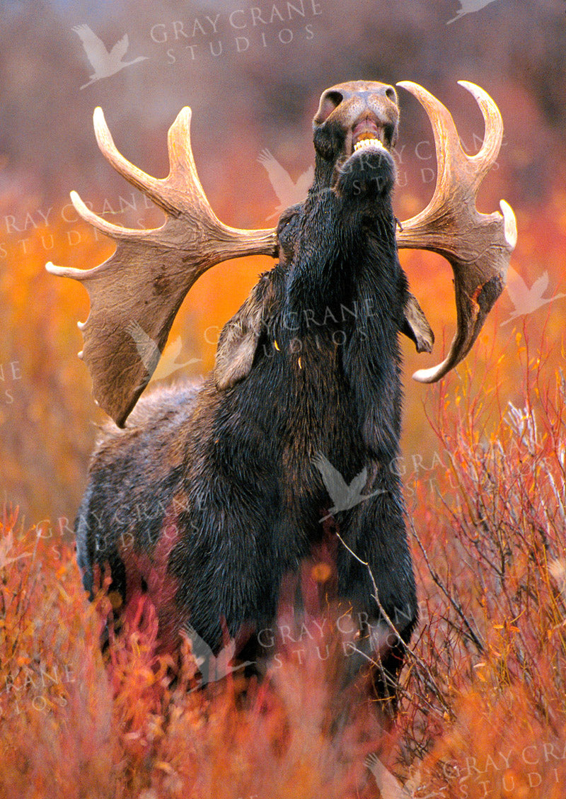 Rutting Bull Watercolor Print