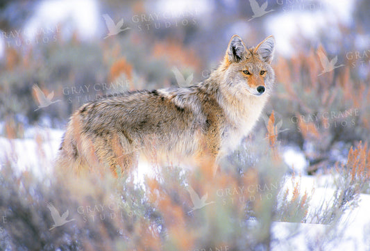 Sage Coyote Watercolor Print