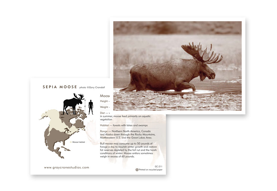 Sepia Moss Notecard