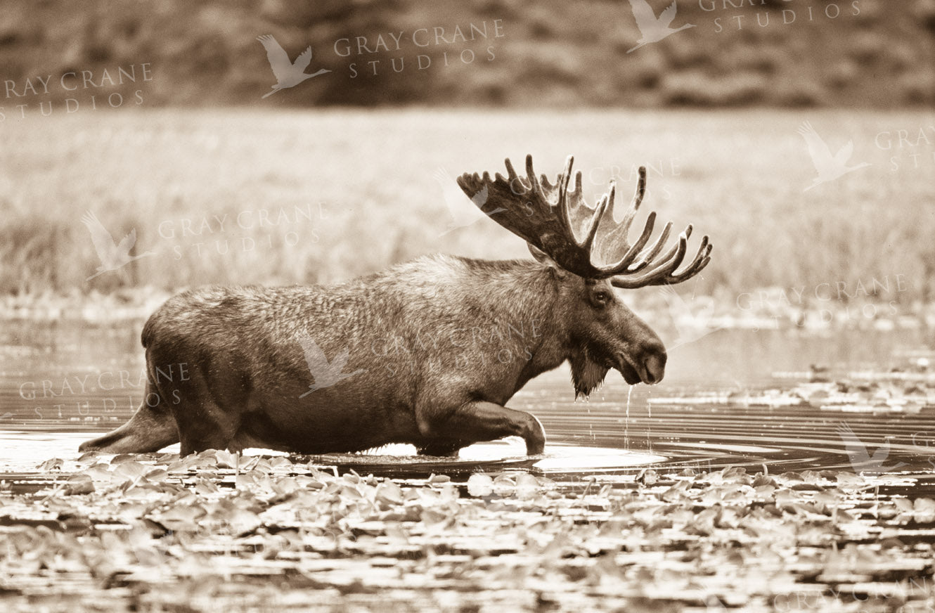Sepia Moose Watercolor Print