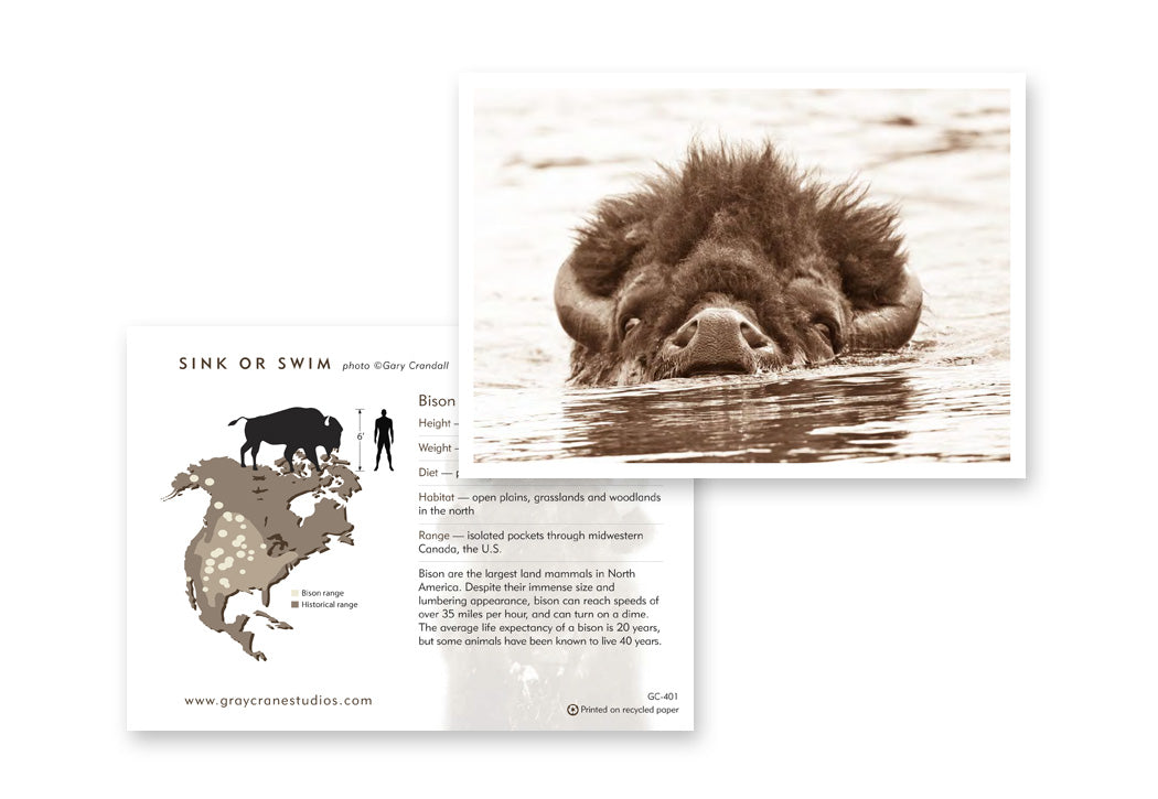 Sink or Swim Notecard