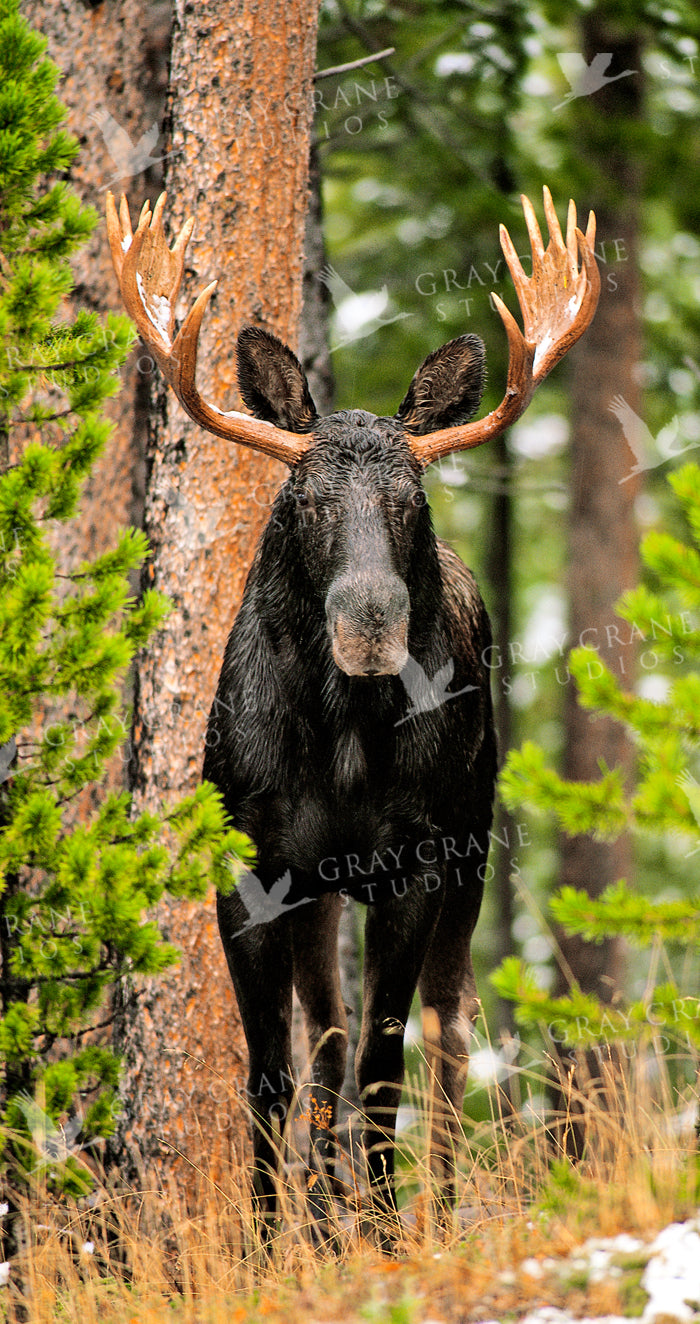 Skinny Chocolate Moose Watercolor Print