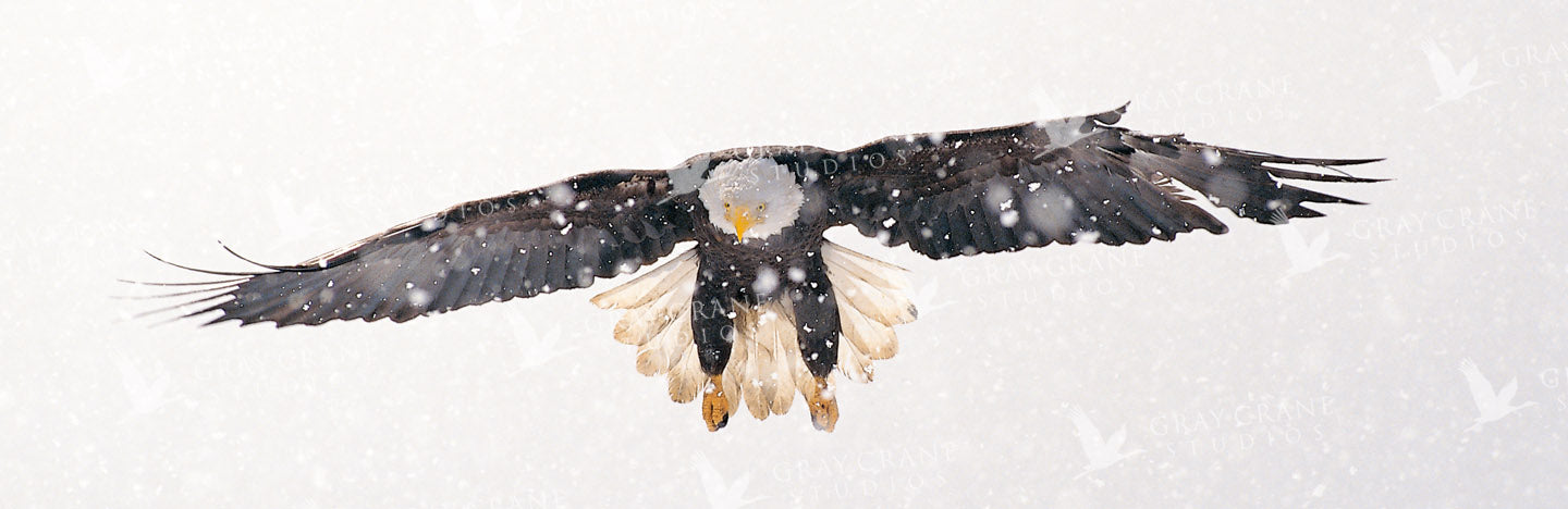 Spirit Eagle Watercolor Print