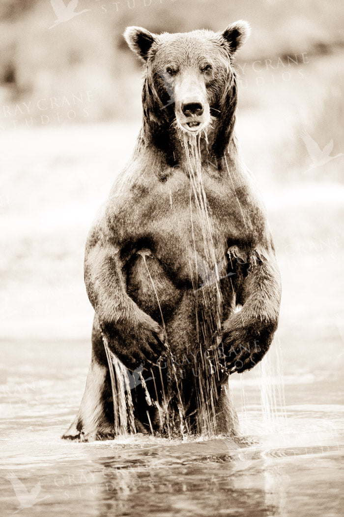 Standing Bear Watercolor Print