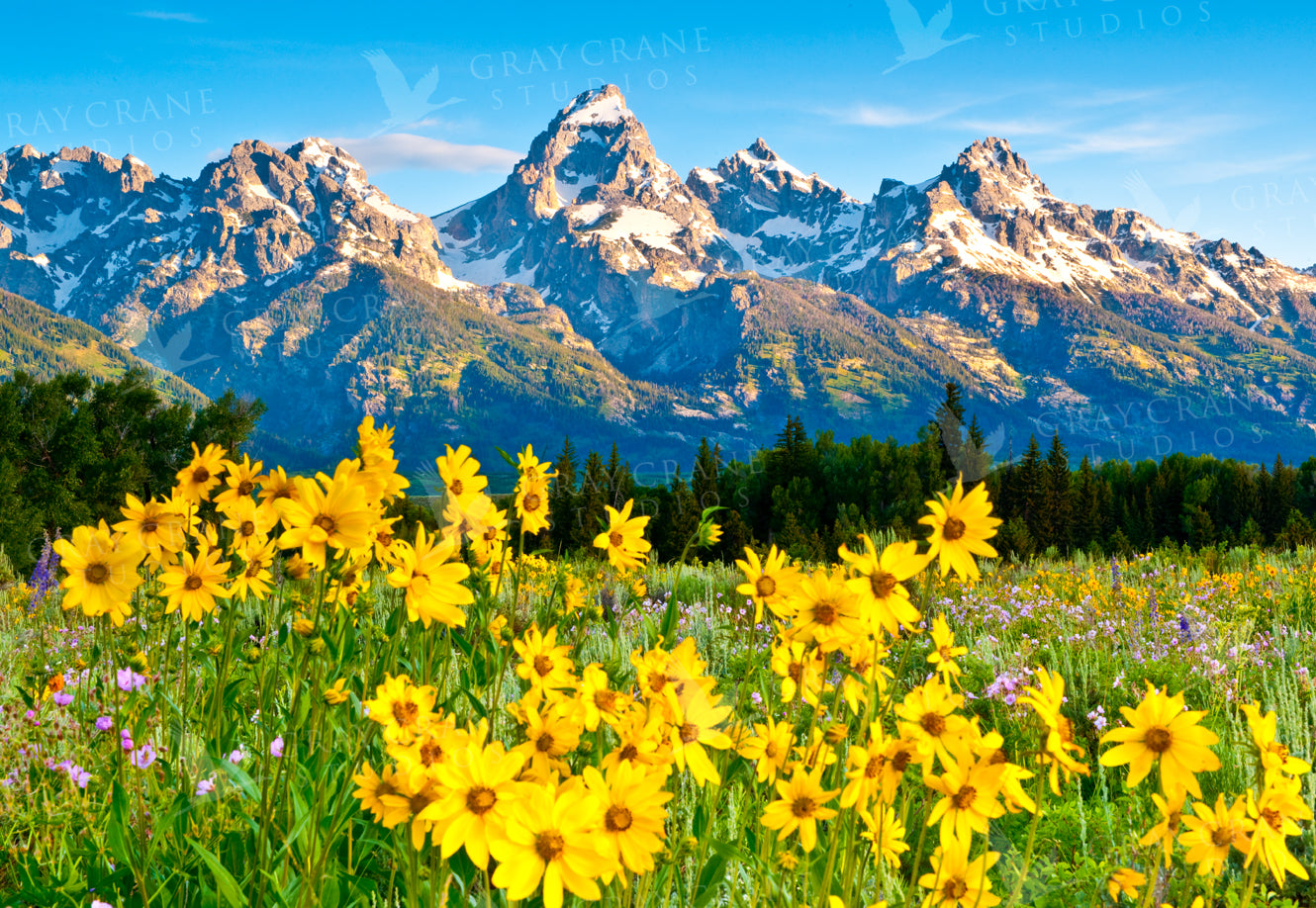 Teton Sunshine Watercolor Print