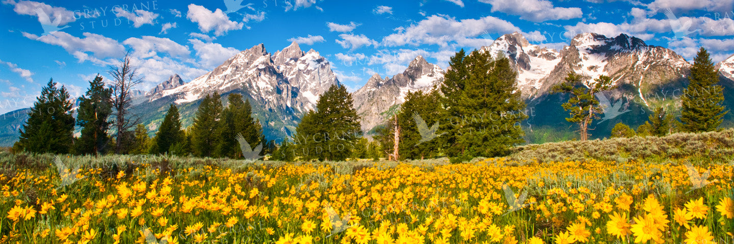Tetons & Flowers Watercolor Print