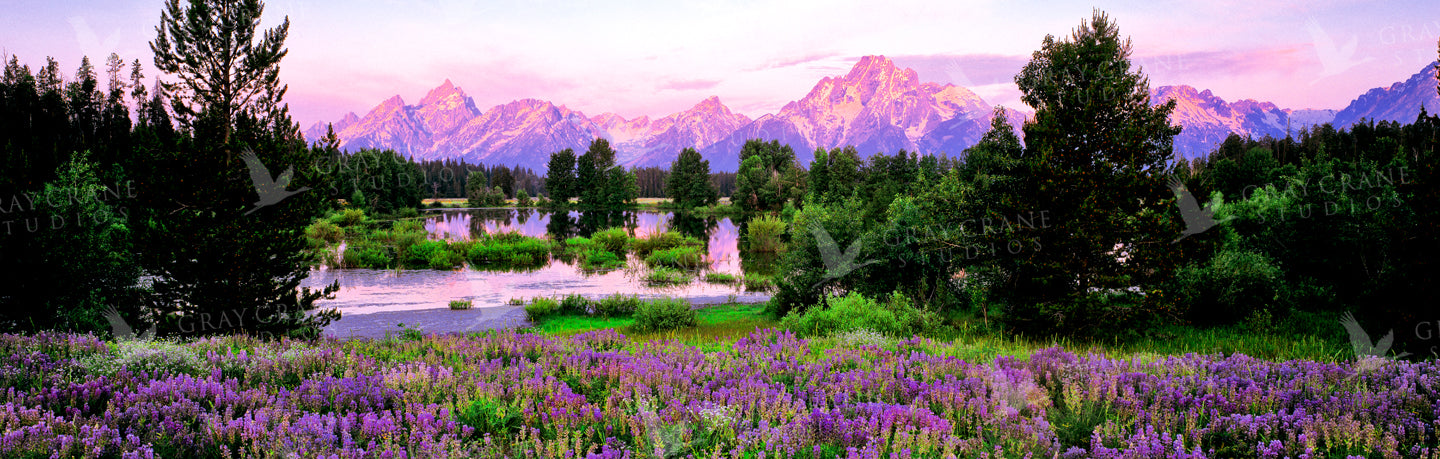 Tetons & Lupine Pano Watercolor Print