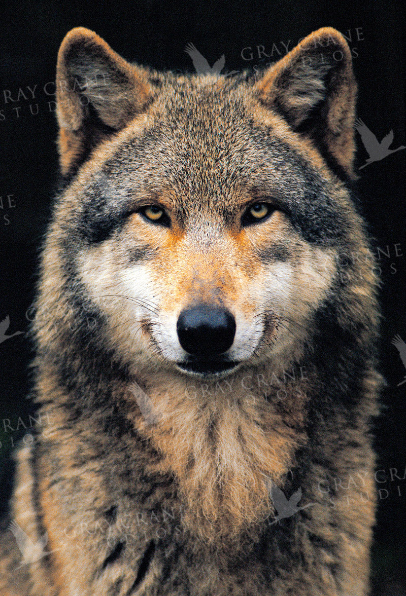 Timberwolf Watercolor Print