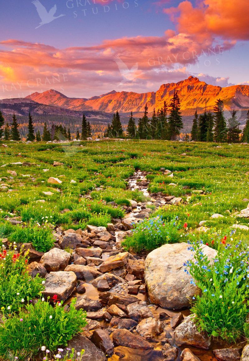Uinta Creek & Wildflowers Watercolor Print