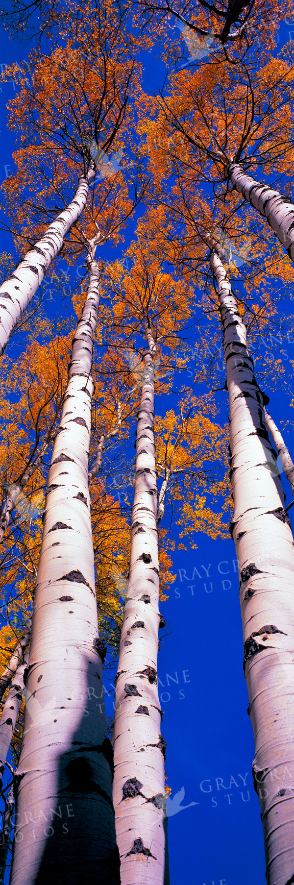 Vertical Aspens Watercolor Print